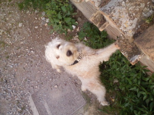 Rocky, que como es muy alokado, intentaba subir a un muro muy alto, en el que estaba yo, y al final con mi ayuda lo consiguio, jajaja